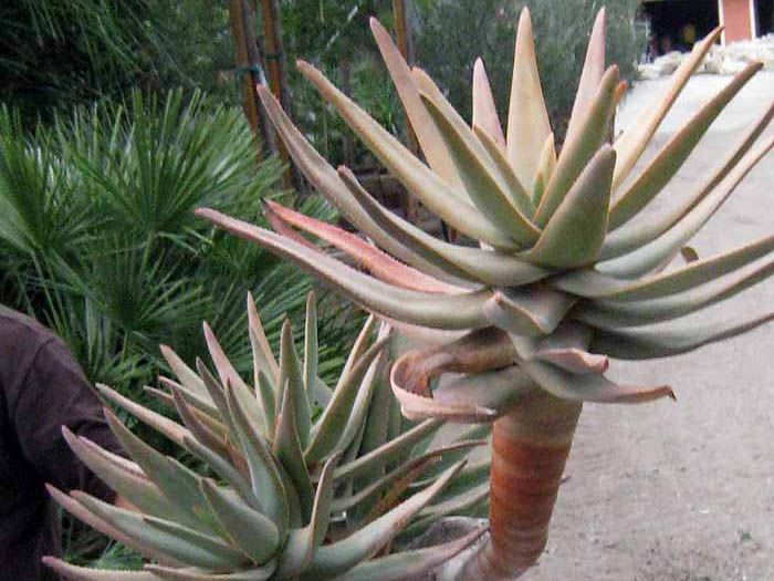 Aloe dichotma - will take full desert sun no water